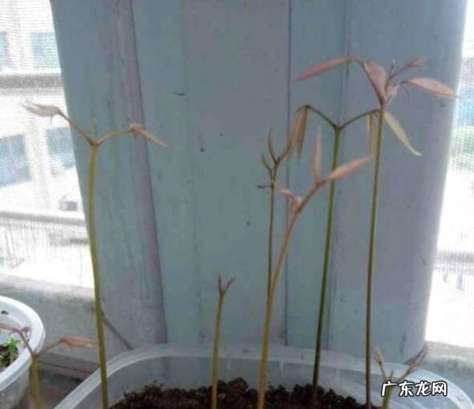 如何种植荔枝树