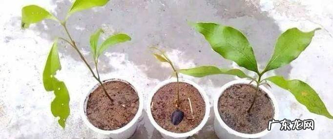 如何种植荔枝树