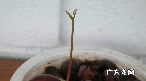 如何种植荔枝树