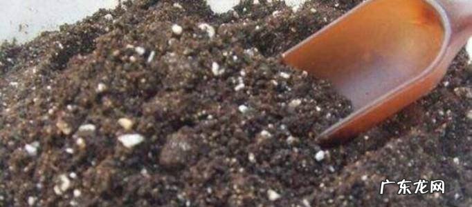 如何种植荔枝树