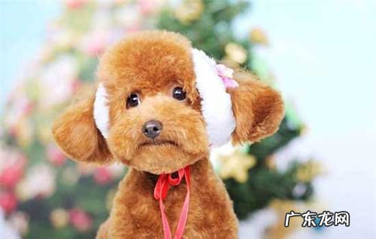 泰迪犬有什么缺点 泰迪犬的优缺点有哪些