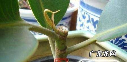 橡皮树太高了怎么办