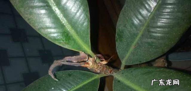 橡皮树太高了怎么办