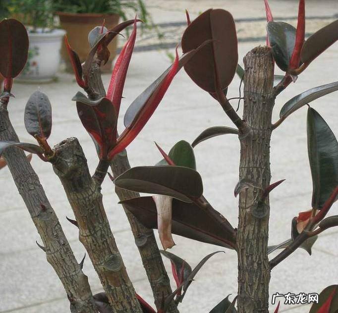 橡皮树太高了怎么办