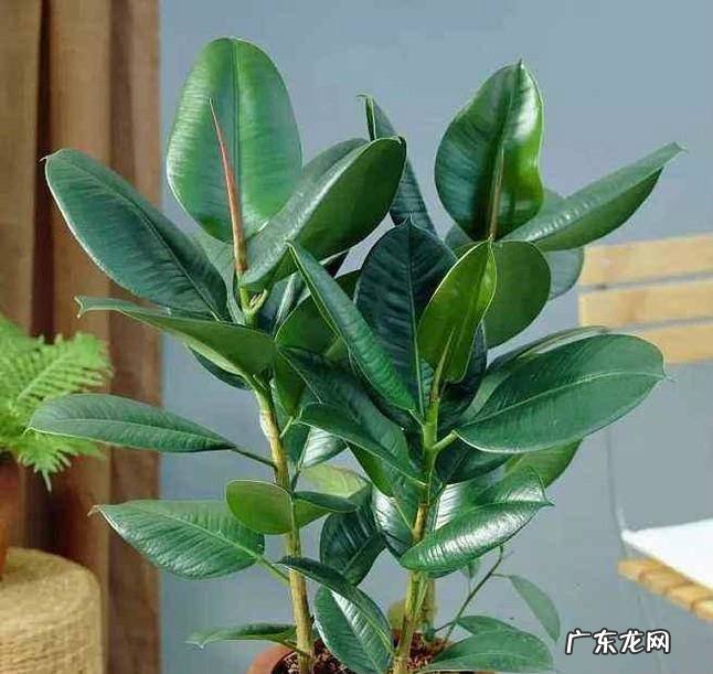 橡皮树太高了怎么办