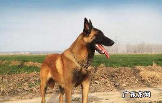 马犬被打怕了还能训吗 马犬被打后的心理