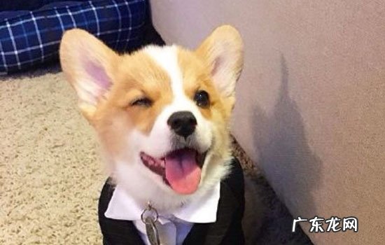 柯基犬适合家养吗 柯基适合小孩子养吗