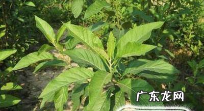 南非叶的种植方法