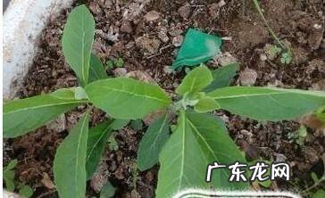 南非叶的种植方法