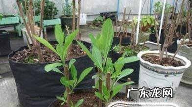 南非叶的种植方法