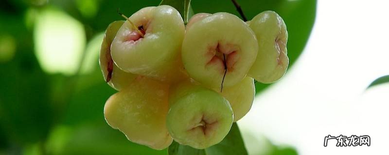 蒲桃的营养价值,蒲桃的功效与作用及食用方法