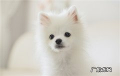 俊介狗狗的性格 俊介是什么品种的狗狗