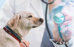 俊介犬和博美是一个品种吗 俊介和博美的区别是什么