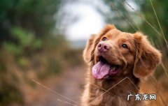 杜宾犬和迷你杜宾犬的区别 迷你杜宾犬缺点优点