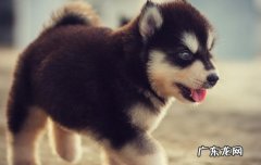 法牛犬黑色价格是多少 法牛犬价格什么颜色贵