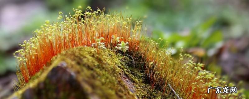 怎么用土豆做苔藓,怎样用土豆培养苔藓