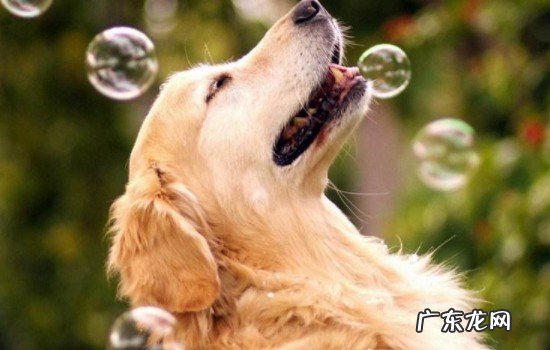 金毛是什么品种的狗狗 金毛的品种有哪些