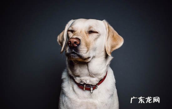 巴哥犬的缺点 养巴哥犬的好处和坏处