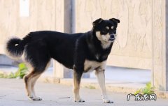 罗威纳犬和杜宾犬杂交图片 罗威纳犬和杜宾区别