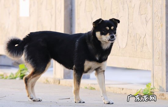 罗威纳犬和杜宾犬杂交图片 罗威纳犬和杜宾区别