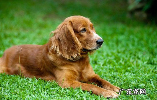 高加索犬厉害吗 高加索犬的优缺点