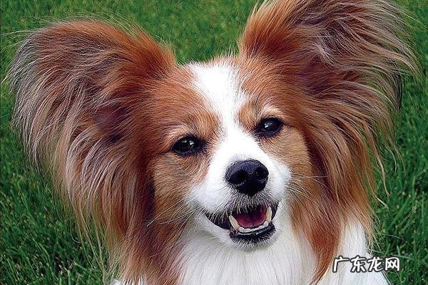 蝴蝶犬的缺点 蝴蝶犬优缺点分析