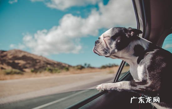 边牧有什么优点和缺点 边牧犬的缺点和优点有哪些