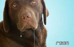 比特犬几个月开胸发头