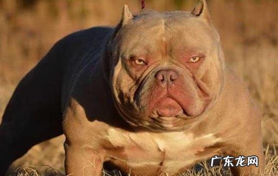 恶霸犬能长多大 恶霸犬的寿命有多长