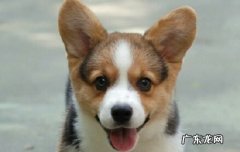 柯基犬几个月脸变好看 柯基几个月开始脸变宽