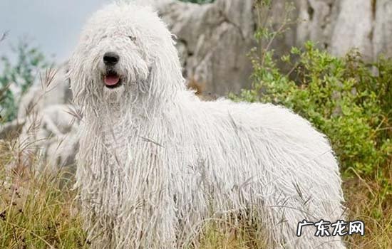 贝林顿 禁养犬 贝灵顿犬为什么禁养