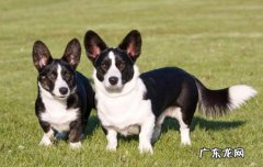 比特犬对主人 比特犬会保护主人吗