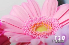 适合520倾心礼遇季发给单身狗的话