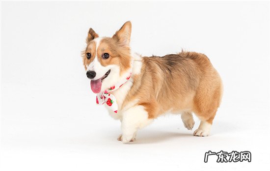 柴犬是中国的还是日本的 柴犬是日本的土狗吗