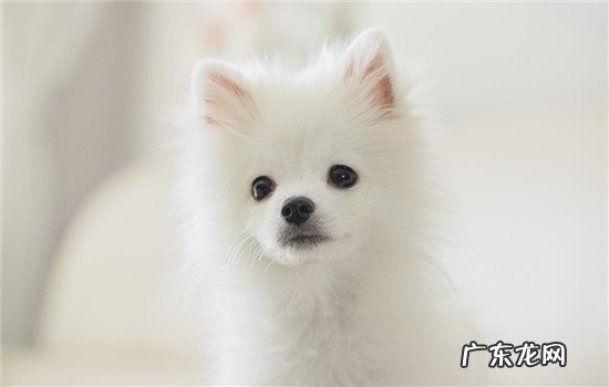 球形博美能长多大 博美能长多大