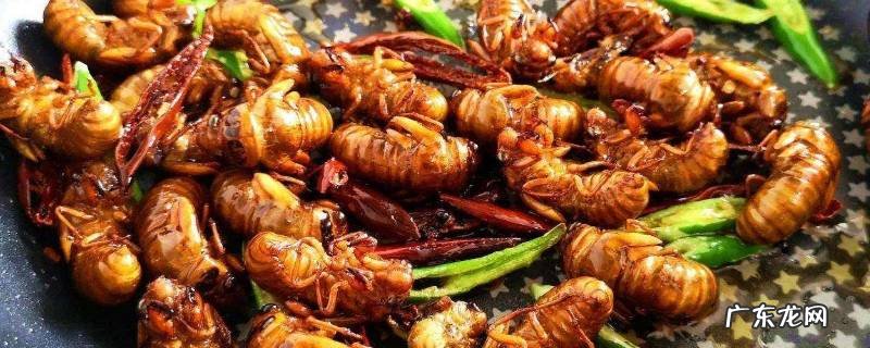 金蝉怎么冷冻保存,冷冻金蝉的做法
