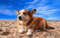 惠比特和细犬的区别 惠比特犬的优缺点