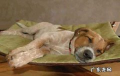 大麦町犬体重 大麦町犬怎么看品相