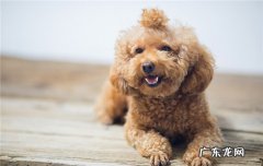 英国可卡犬是小型犬吗 英国可卡犬体味重吗