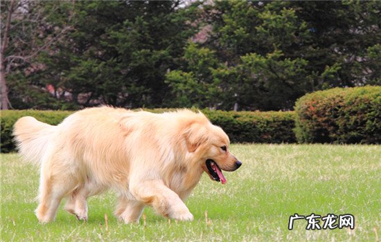 舒柏奇犬中国有养的吗 舒柏奇犬的优点和缺点