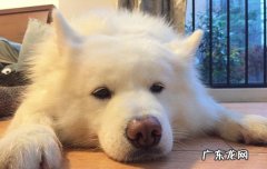 小狗狗生出来几天能睁眼? 狗狗刚出生几天睁眼