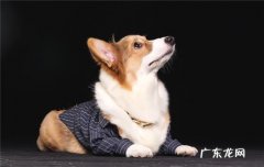 哈士奇一般能活多少年 哈士奇的寿命一般多长时间