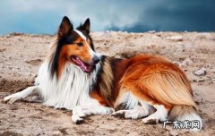 腊肠犬特点 腊肠犬怎么看品相