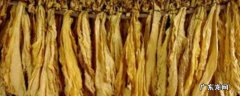 烤烟烘烤最佳排湿时间,烤烟什么时候排湿