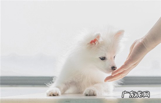 狗狗长期挨打会有什么心理 狗狗挨打后的心理