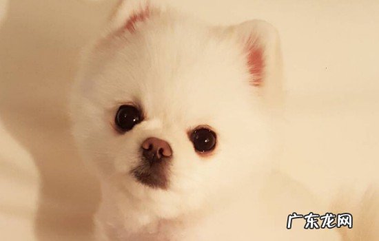 俊介犬跟博美有什么区别 俊介犬和博美的区别