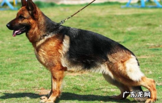 东德牧羊犬怎么看纯不纯 怎样鉴定是东德牧羊犬