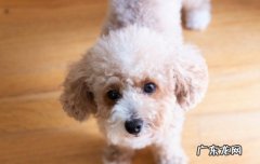 用了大宠爱多久可以吃内驱的药 用了大宠爱还要内驱吗