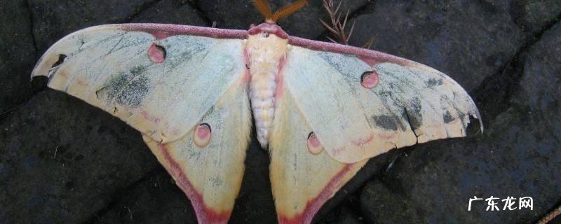 家里小飞蛾多是什么原因,家里小飞蛾多是什么原因呢