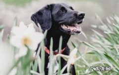 神犬小七是什么狗演的 神犬小七是什么狗